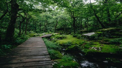 Wooden pathway through a lush green forest.