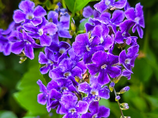 Soft cluster of DURANTA ERECTA flowers in bloom, Cyprus,