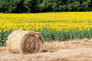 gros plan d'une meule de paille avec en arri&egrave;re plan un grand champ de tournesols par une belle journ&eacute;e d &eacute;te au bord d'un chemin proche d'issoire dans le puy de d&ocirc;me