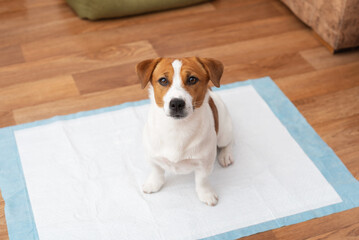 Naklejka na ściany i meble Jack Russell Terrier dog sitting on a hygienic daily diaper for pets