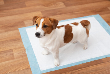 Jack Russell Terrier dog stands on a hygienic daily diaper for pets