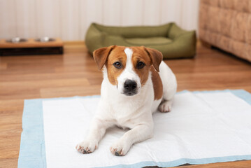 Adorable Jack Russell Terrier dog lies on a hygienic daily diaper for pets at home