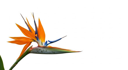 bird of paradise flowers