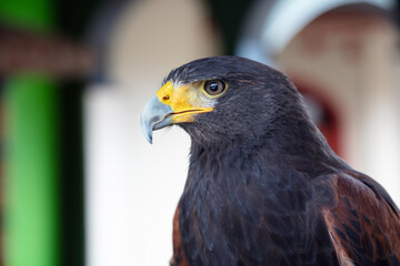 Harris Hawk Close-Up Portrait Wildlife Raptor Photography
