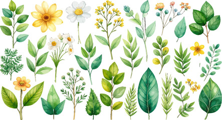 Botanical leaves and daisy illustration set. Natural watercolor plant and flower clipart. Leafy branches and spring floral element. Pastel wildflowers and leaves watercolor. Green botanical collection