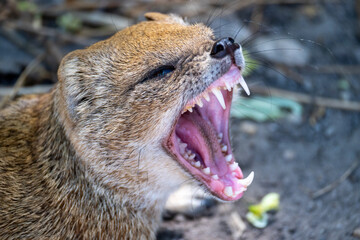 Cynictis penicillata in Budapest Zoo