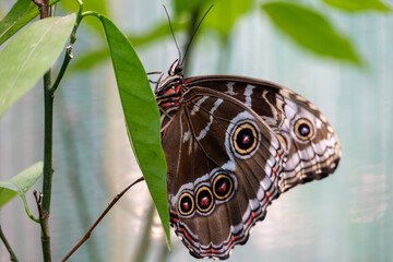 Butterfly on a leaf