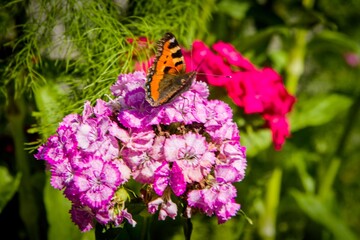 Small Tortoiseshell butterfly (Aglais urticae) is a colourful Eurasian butterfly in the family Nymphalidae