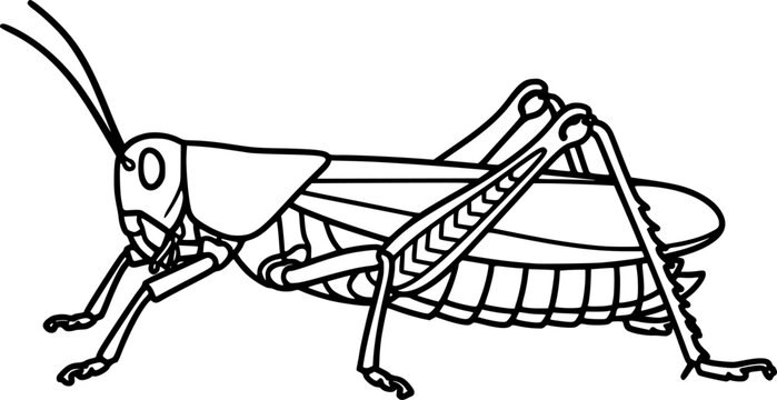 black and white grasshopper outline clip art preview
