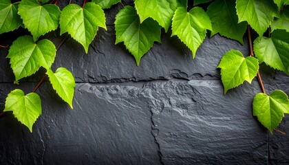 Fresh green leaves on dark stone