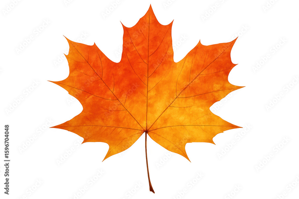 Poster isolated orange maple leaf on a transparent background, perfect for adding a touch of autumn to any 