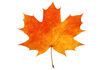 Obraz premium Isolated orange maple leaf on a transparent background, perfect for adding a touch of autumn to any design