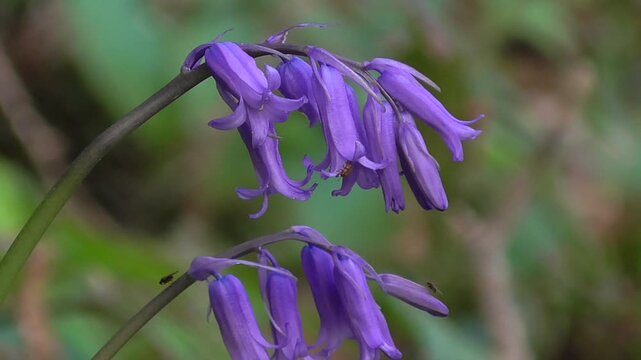 Bluebells (Hyacinthoides non-scripta) Flowers in a British Woodland in Spring