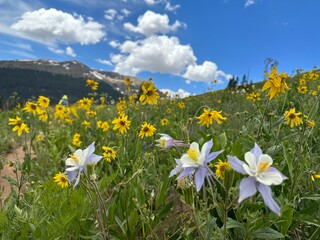 yellow flowers in the mountains