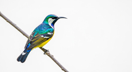 Obraz premium lilac breasted roller