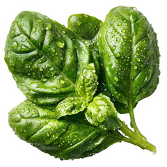 A basil leaf with droplets and subtle wrinkles curled naturally under rim light, emphasizing its herbal character and soft texture, isolated on transparent background. --v 7.0 --s 750 --raw