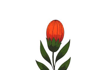 Vibrant Orange Flower Bud with Lush Green Leaves , Botanical Illustration