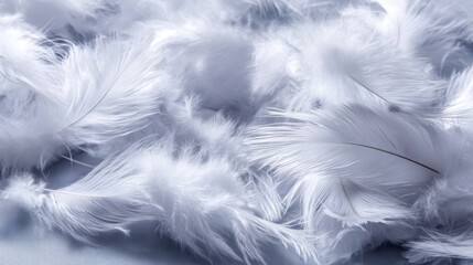 Fototapeta premium Soft White Feathers Close Up Elegant Natural Texture Light Background