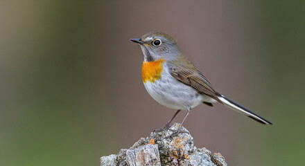 Fototapeta premium robin on the fence