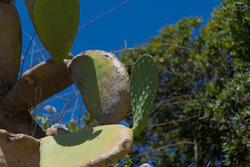 Various green pads of a prickly pear cactus are shown in close-up, with a vibrant blue sky and...