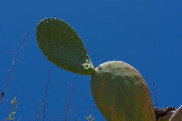 Various green pads of a prickly pear cactus are shown in close-up, with a vibrant blue sky and...