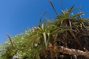 Close-up of a vibrant green aloe plant with spiky leaves, thriving outdoors under a clear blue sky,...