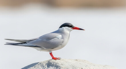 seagull in snow