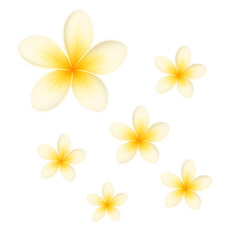 Fototapeta premium frangipani flower isolated on white