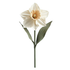 Obraz premium White Daffodil Flower on Black Background