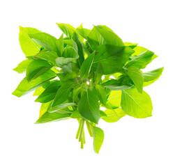Freshly cut basil leaves, shown in close-up on transparent PNG, perfect for adding a touch of...