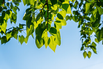 Nature of green leaf in garden at summer. Natural green leaves plants using as spring background...
