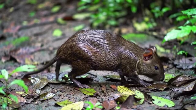 Agouti Foraging on Forest Floor: A Glimpse into Wildlife Behavior in Natural Habitat