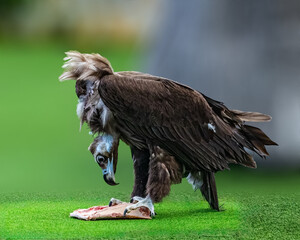 A Monk Vulture