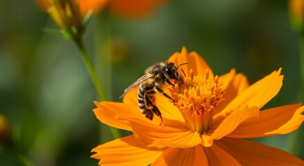 Close-up of a bee pollinating a vibrant orange flower in a lush garden setting with blurred background