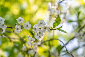 White blossoming apple trees. White apple tree flowers