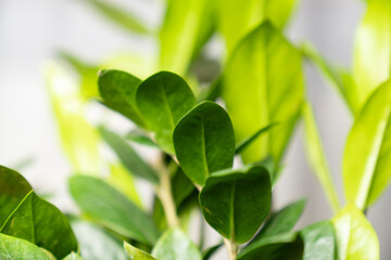 Obraz premium Close up of lush green ZZ plant leaves Zamioculcas zamiifolia indoors with natural light, symbolizing freshness, air purification, home decor, indoor gardening, and eco friendly living
