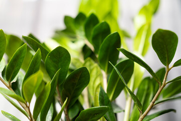 Close up of lush green ZZ plant leaves Zamioculcas zamiifolia indoors with natural light, symbolizing freshness, air purification, home decor, indoor gardening, and eco friendly living