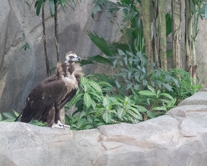 A Monk Vulture