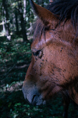 Horse head in the forest full of flies. Close up view