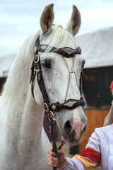 Portrait a grey horse. Orlov trotter, close-up
