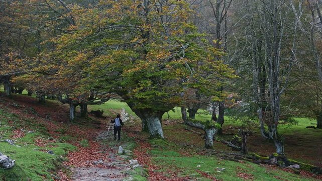 Hiker walks along a tranquil path surrounded by vibrant autumn foliage