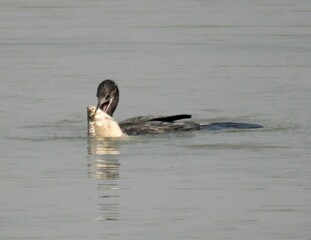 Cormorant bird is trying to catch fish
