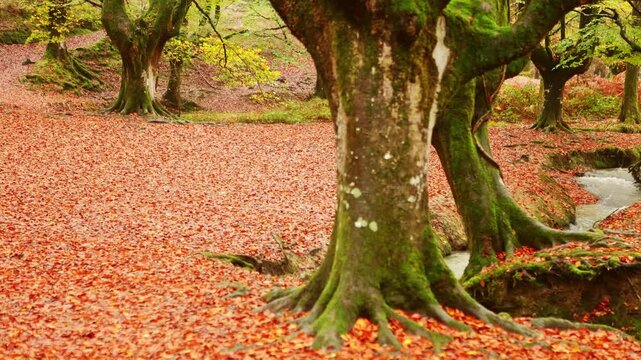 Autumn splendor in Gorbea Natural Park forest