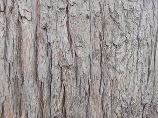 Light bark with cracks.