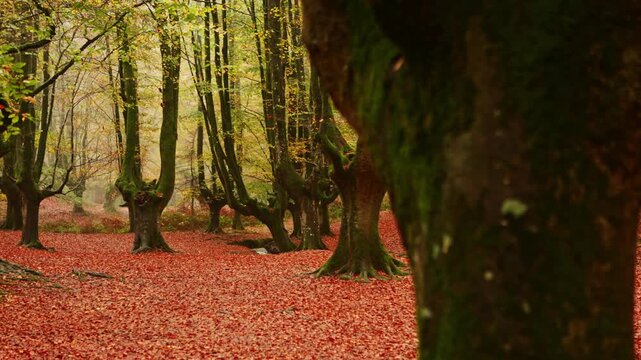 Autumn colors in Gorbea Natural Park forest