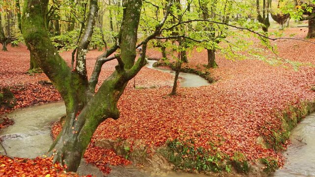 Autumn in Gorbea Natural Park's colorful forest scene