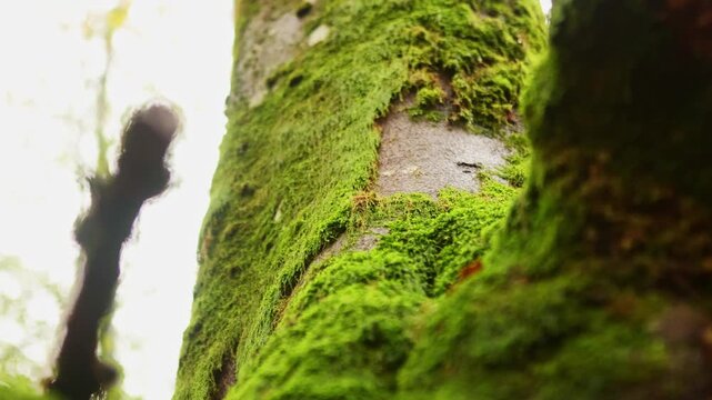 Moss-covered tree trunk in vibrant autumn forest