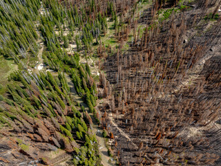 Border of forest fire ravaged forest