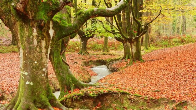Autumn in Gorbea Natural Park's colorful forest scene