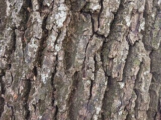 Dark bark, with deep grooves and cracks.